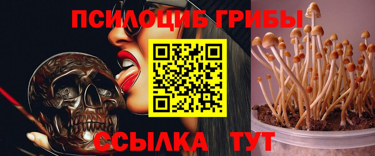 Псилоцибиновые грибы GOLDEN TEACHER Новотроицк